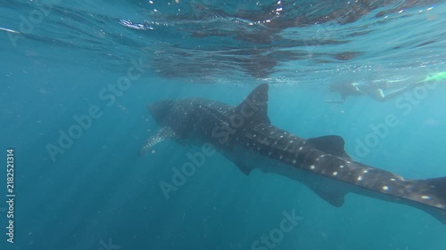 Whale Shark Swimming Over Coral, Ningaloo Reef Exmouth, Underwater 4K
