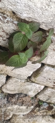 The plant in the image appears to be a young stinging nettle (Urtica species) sprouting from a mossy wall.