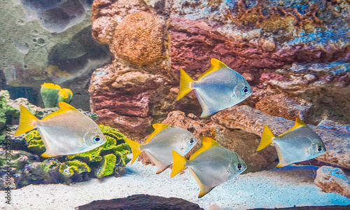 Fotografía Silver moonfish swimming in tropical aquarium tank