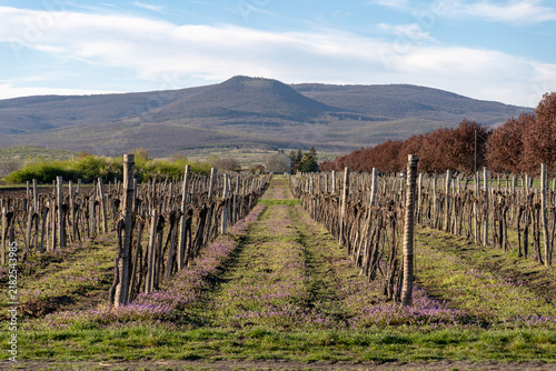 Fotografie Vineyard rows beneath a wooded mountain landscape