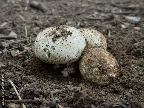 Foto Common stinkhorn fungus in egg stage growing from a dark fertile soil forest ground