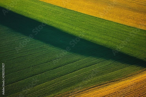 green field of corn