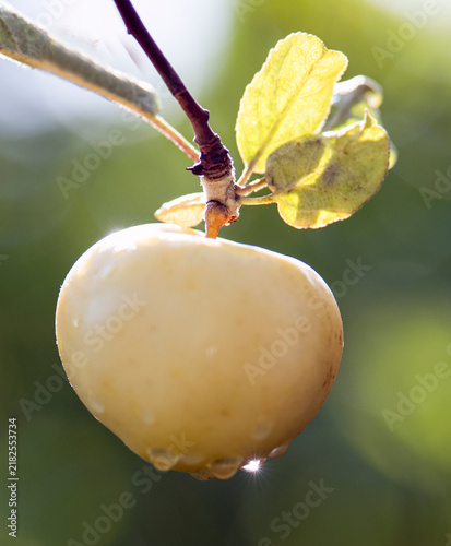 Photography apple on a leaf, nacka,sweden,sverige,stockholm,summer
