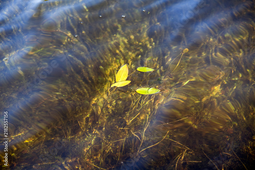 Photography leafs in the water, nacka,sweden,sverige,stockholm,summer