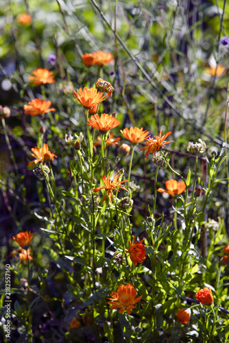 Canvas Print orange flowers in the garden, nacka,sweden,sverige,stockholm,summer