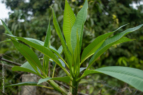 Cuadro en lienzo Young green plumeria leaves emerge from shrub in lush garden setting