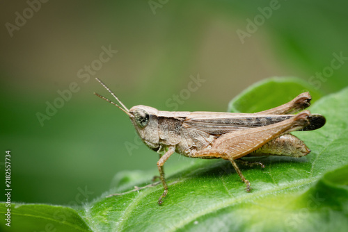 Quadro su tela Macro shot of brown short-horned grasshopper sitting on a vibrant green leaf
