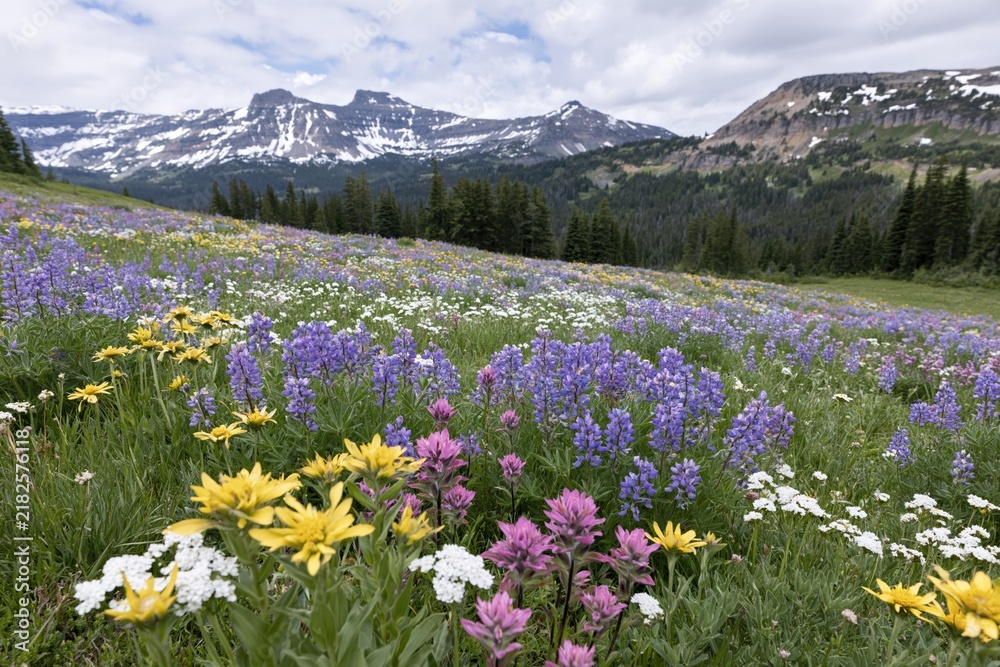 Fototapeta premium The Alpine Meadow of Colorful Wildflowers Beneath Snowcapped Majestic Peaks