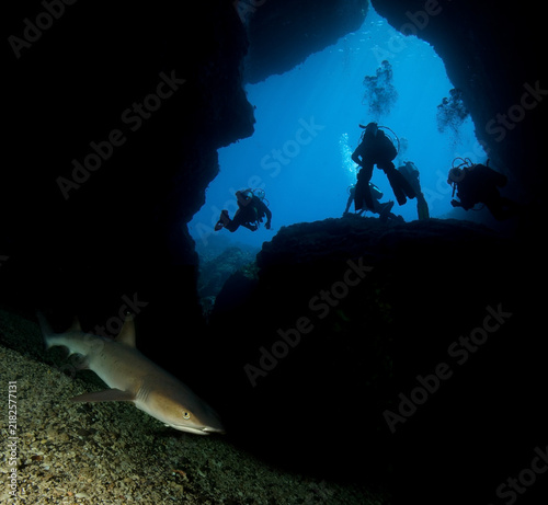 A group of divers is observing sharks in a cave.