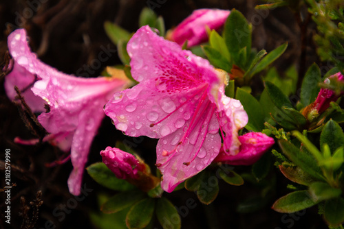 Vibrant pink azalea flowers covered with sparkling morning dew in the Azores.