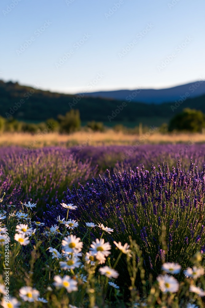 Obraz premium Vibrant lavender field with white blooms and mountains