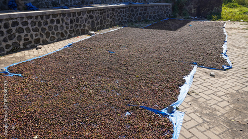 Quadro su tela Raw Tempur Muria coffee cherries drying in the sun on a tarp outdoors in Java, Indonesia