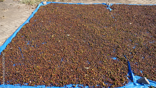 Foto Raw Tempur Muria coffee cherries drying in the sun on a tarp outdoors in Java, Indonesia