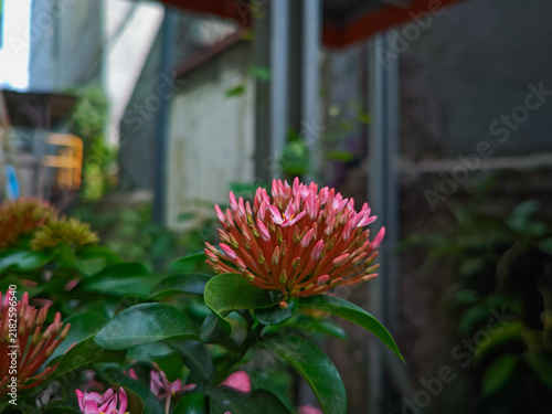 Fotografía Vibrant pink Ixora buds with small flowers in full bloom