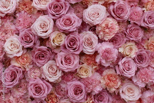 The Pink Roses Closeup With Soft Pastel Petals And Romantic Blooms