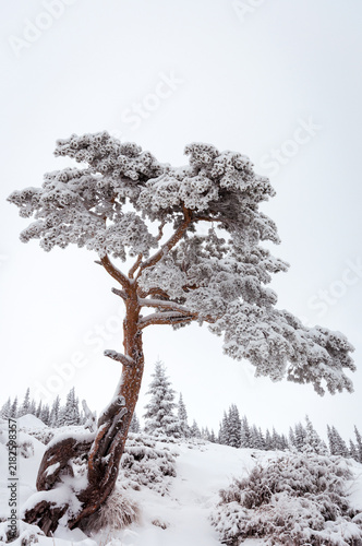 Pine tree covered with snow