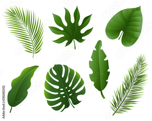 Tropical And Palm Tree Set Isolated White Background