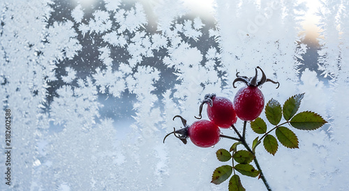 Red rose branch on frosty white background