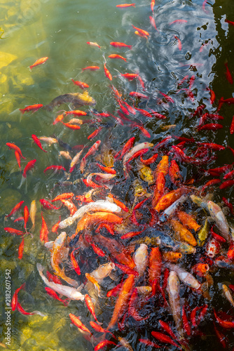 Foto Large group of colorful koi carp gathering at the pond surface during feeding, creating intense movement, ripples and splashes among orange, red, white, gold and patterned fish