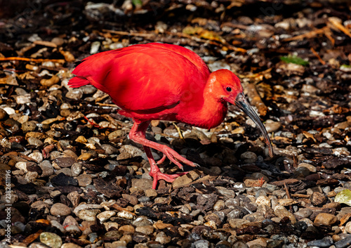 Fotografía Scarlet ibis wakking on the pebbles. Latin name - Eudocimus ruber