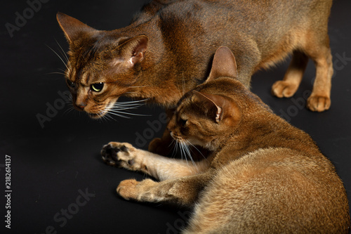 Zwei Abessinier Katzen auf schwarzem Hintergrund