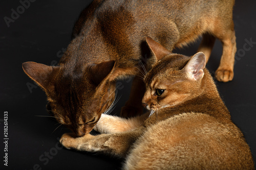 Zwei Abessinier Katzen auf schwarzem Hintergrund