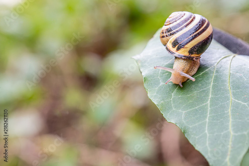 Foto Striped Snail Crawling on a Green Leaf against a Soft Background