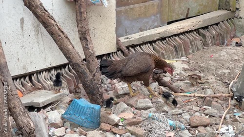 A hen and her small chicks foraging for food among rubble and debris in a rural outdoor setting.