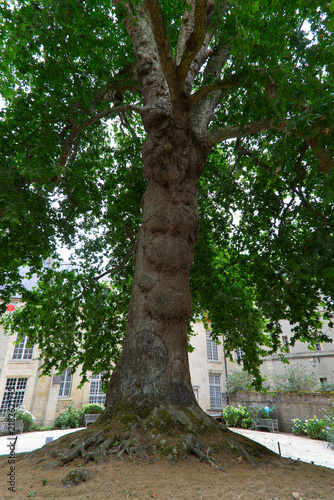 Fotografie Close-up of big tree at French city of Bayeux on a summer day