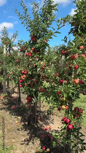 Ripe red Gala apples growing in a neat orchard with orderly rows