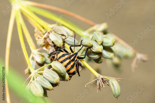 An adult orange European Striped Shield Bug, Graphosoma Italicum
