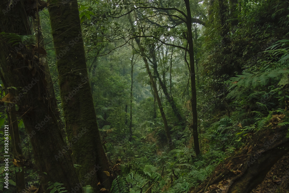 Obraz premium Mystic dark tropical rainforest landscape with mossy tree trunks and dense foliage