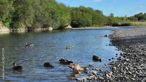 Feeding river ducks with grain on the riverbank on a sunny day.