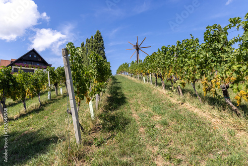 Grape harvest season in Southern Styria, Austria