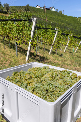 Grape harvest season in Southern Styria, Austria