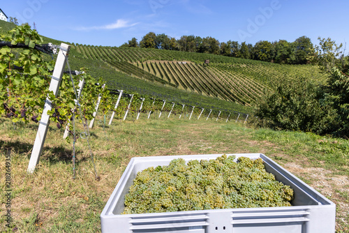 Grape harvest season in Southern Styria, Austria