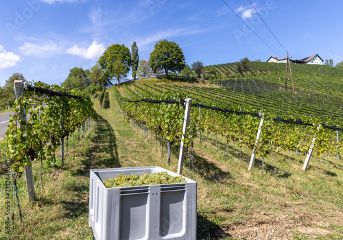 Grape harvest season in Southern Styria, Austria