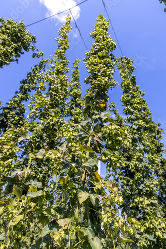 Humulus (hop), is a small genus of flowering plants in the hemp family, Cannabaceae