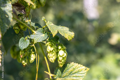Humulus (hop), is a small genus of flowering plants in the hemp family, Cannabaceae