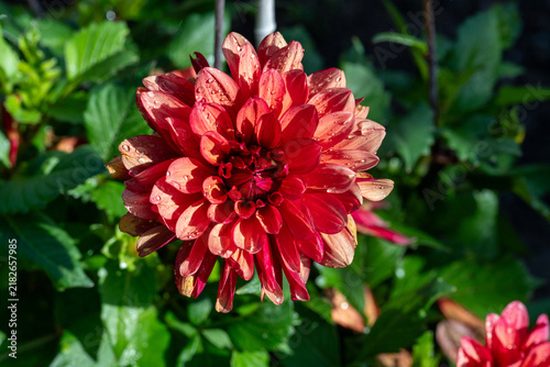 Close to a beautiful red Dahlia in flower bed