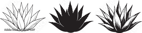 Three Agave Plants in Outline and Solid Silhouette Vector Set