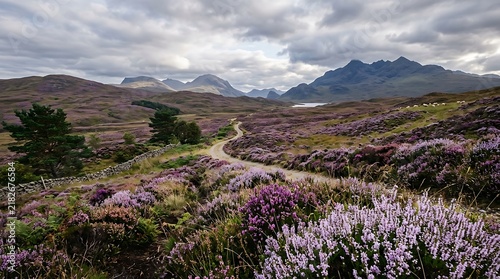 Winding path through blooming purple heather in Scottish Highlands under a cloudy sky.