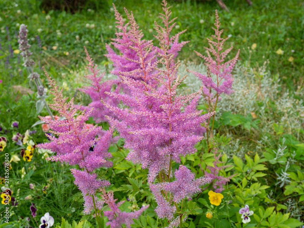 Obraz premium Beautiful pink astilbe flowers blooming in a lush green garden, with delicate feathery flower plumes and vibrant foliage creating a colorful natural summer landscape