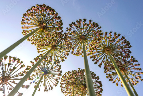 Allium aus der Froschperspektive gegen den Himmel fotografiert