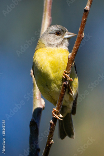 Konstfotografi Primer plano de una hembra de Cometocino patagónico (Phrygilus patagonicus) posada en una pequeña rama