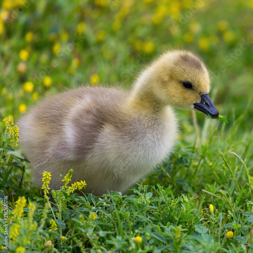 Obraz na płótnie A young Canada goose (gosling) standing among lush green vegetation and small yellow wildflowers, holding a small sprig of greenery in its beak
