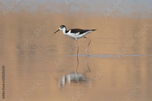 Photography Black-necked stilt (Himantopus mexicanus) walking in shallow lake water