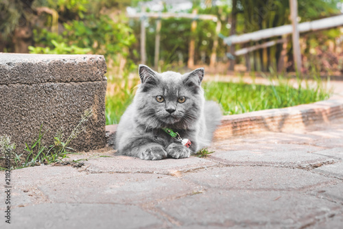 Картината върху платно Portrait of British longhair cat in garden