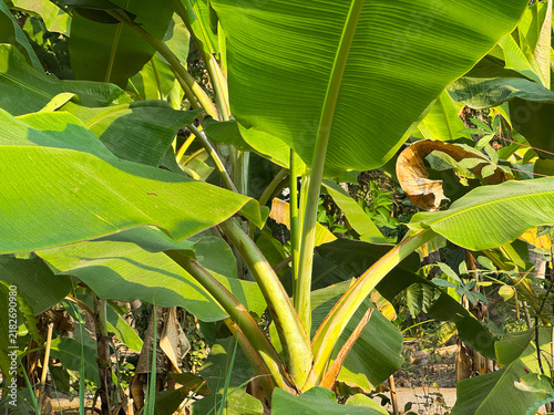 Cuadro en lienzo Large green banana leaves in a lush tropical garden under bright natural sunlight