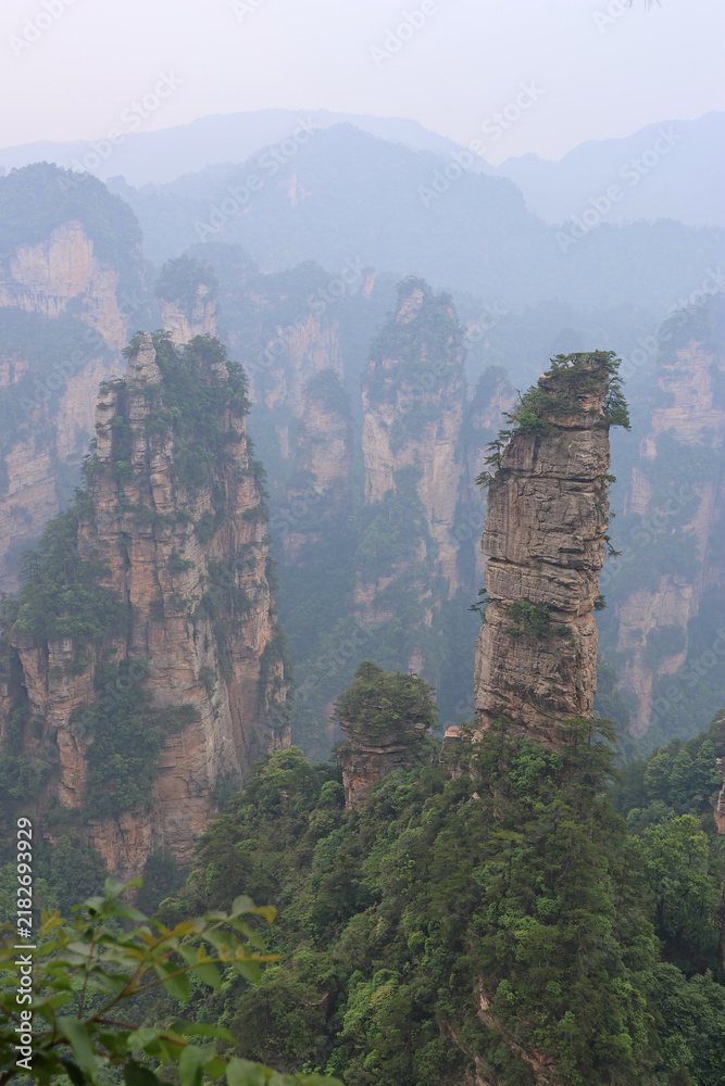 Fototapeta premium Foggy view of quartz-sandstone pillars with resilient, ancient trees at Huangshizhai (Yellow Stone Village) in Zhangjiajie National Forest Park, Hunan Province of China